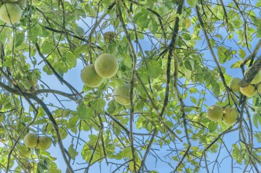 Mango ağacı, Guayas, Ecuador