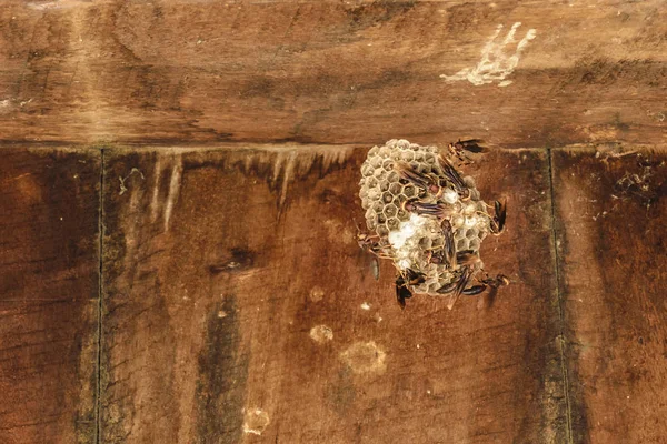 Honeycomb Wasp at Ceiling — Stock Photo, Image