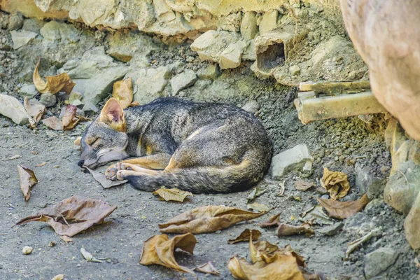Fox Resting at Zoo, Guayaquil, Equador — Fotografia de Stock