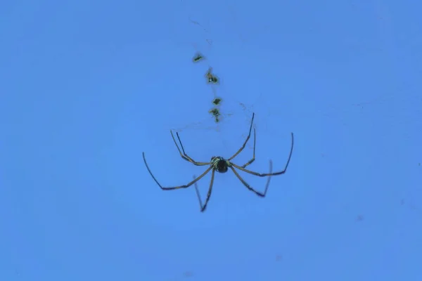 거미 againts 푸른 하늘 배경 — 스톡 사진