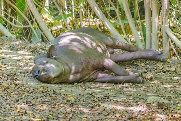 Tapir adulto che riposa allo zoo — Foto Stock