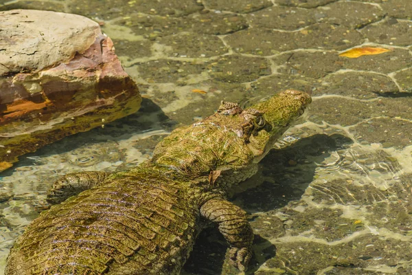 Caiman hayvanat bahçesinde, Guayaquil, Ekvator — Stok fotoğraf