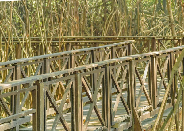 Mangle Tree Road at Zoo, Ecuador — Stock Photo, Image