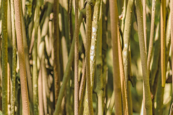 Mangle Tree Detail View, Эквадор — стоковое фото