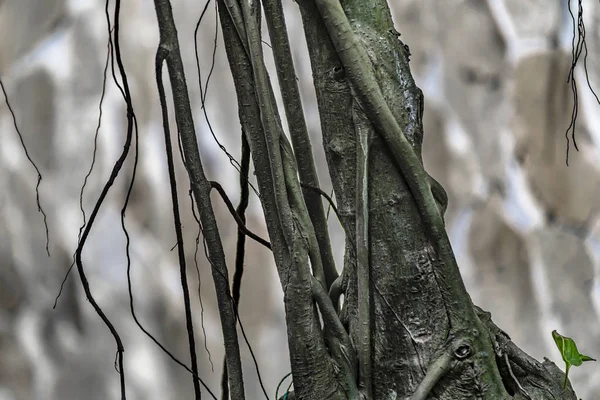 枝のクローズ アップ ビュー — ストック写真