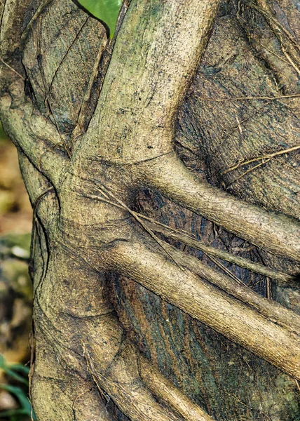 Intricate filiais na árvore do tronco — Fotografia de Stock