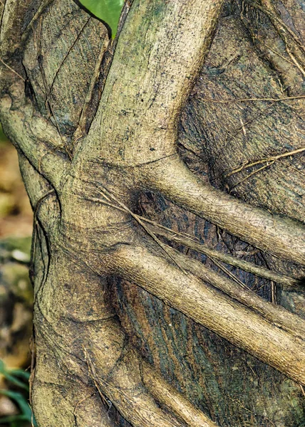 Feingliedrige Äste am Stamm — Stockfoto