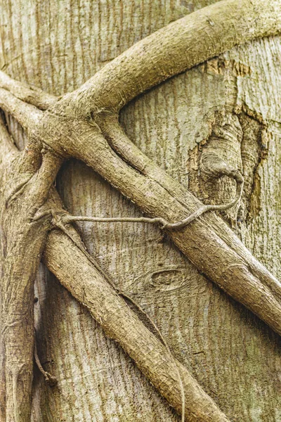 トランクツリーの複雑な枝 — ストック写真