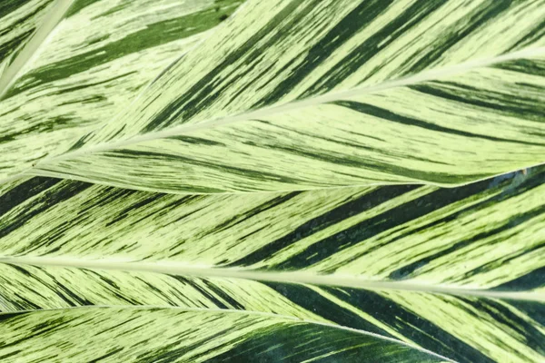 Détail des plantes tropicales, Jardin botanique, Guayaquil — Photo