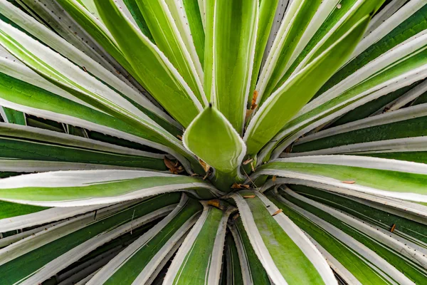 Tropické rostliny detail, Botanická zahrada, Guayaquil — Stock fotografie