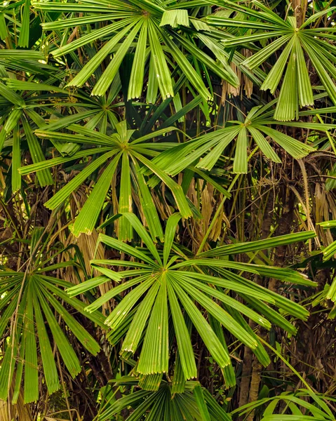 Détail des plantes tropicales, Jardin botanique, Guayaquil — Photo