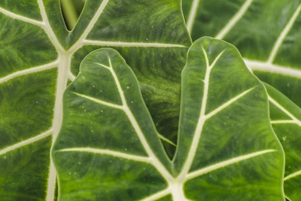 Plantas Tropicales Detalle, Jardín Botánico, Guayaquil — Foto de Stock