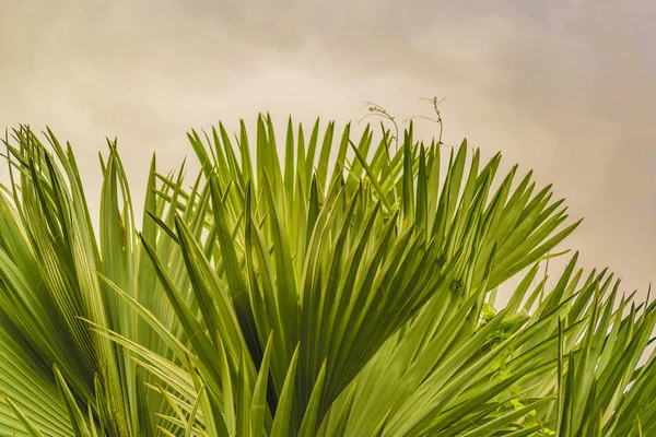 Détail des plantes tropicales, Jardin botanique, Guayaquil — Photo