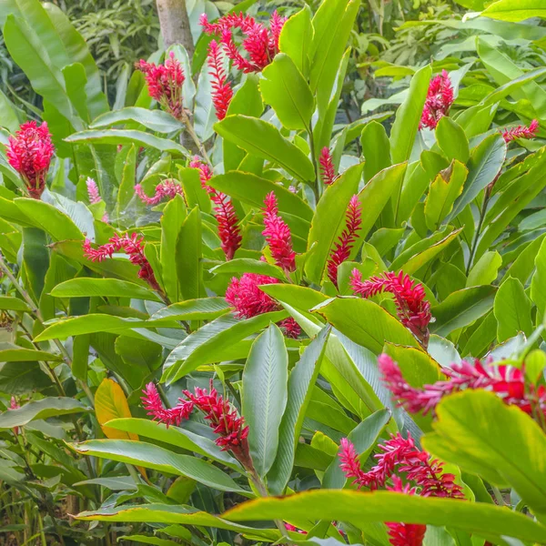 Tropical Plants Detail, Botanic Garden, Guayaquil — Stock Photo, Image