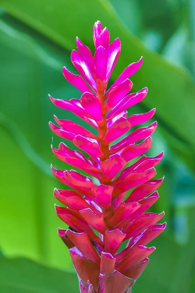 Tropische Pflanzen Detail, botanischer Garten, Guayaquil — Stockfoto
