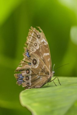 Botanik Bahçesi, Guayaquil, Ecuado, kanatlar kelebek desenli
