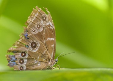 Botanik Bahçesi, Guayaquil, Ecuado, kanatlar kelebek desenli