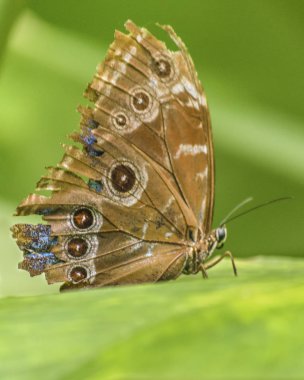 Botanik Bahçesi, Guayaquil, Ecuado, kanatlar kelebek desenli