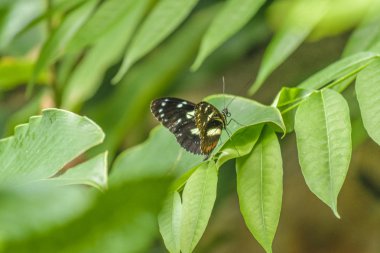 Botanik Bahçesi, Guayaquil, Ecuado, kanatlar kelebek desenli