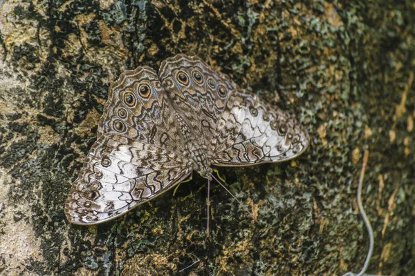 Camuflaje Mariposa en Jardín Botánico, Guayaquil, Ecuador —  Fotos de Stock