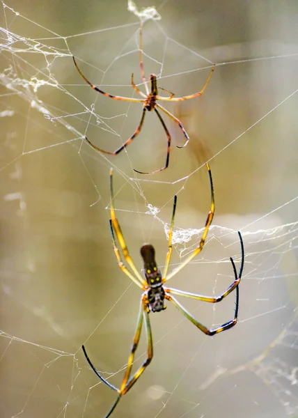 Large Legs Tropical Spider at Botanical Garden, Guayaquil, Ecuad — Stock Photo, Image