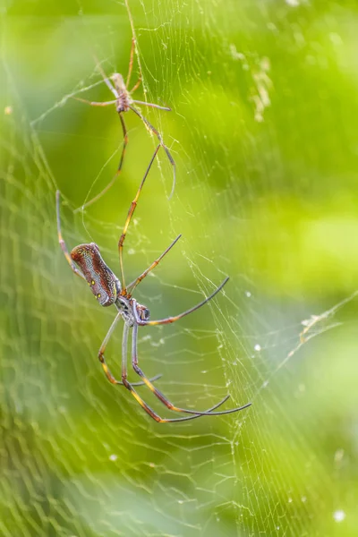 Большие ноги тропический паук в ботаническом саду, Гуаякиль, Эквад — стоковое фото