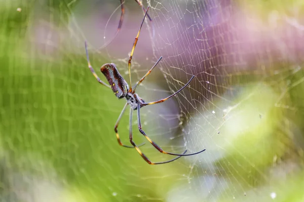 Araña Tropical de Piernas Grandes en Jardín Botánico, Guayaquil, Ecuad —  Fotos de Stock