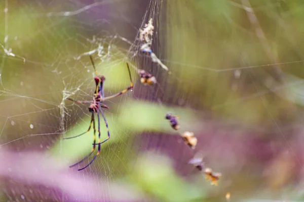 Большие ноги тропический паук в ботаническом саду, Гуаякиль, Эквад — стоковое фото