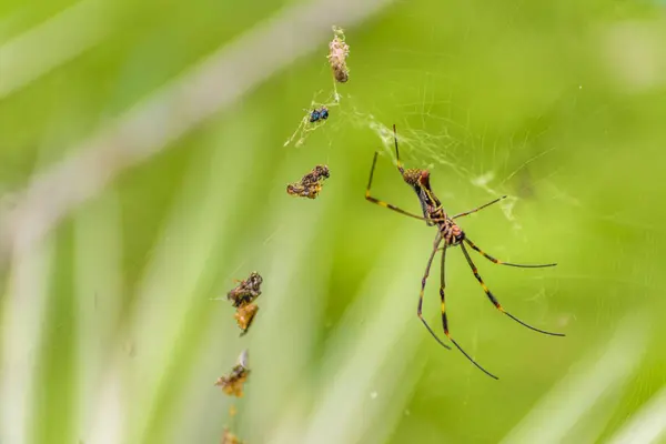 식물원, 과야킬, Ecuad에서 큰 다리 열 대 거미 — 스톡 사진