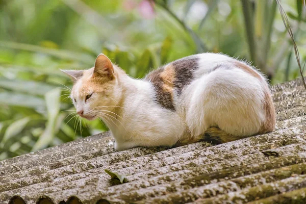 Gato colorido adulto no telhado — Fotografia de Stock