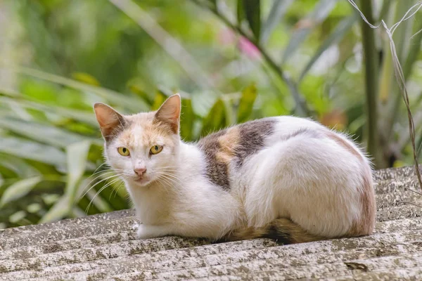 Gato de color adulto con expresión atenta —  Fotos de Stock