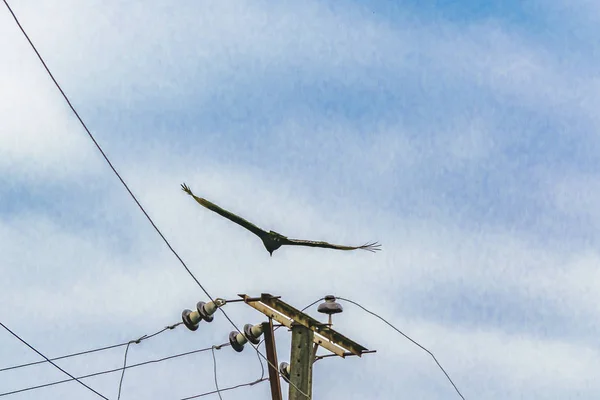 Scarvenger oiseau volant — Photo