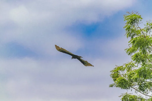Scarvenger Bird Volar — Foto de Stock