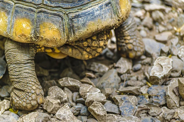 ビューをすぐに動物園でカメ — ストック写真