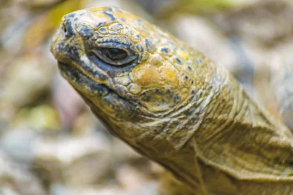 Schildpad in dierentuin sluiten van weergave — Stockfoto