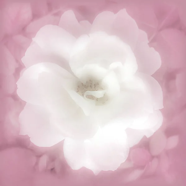 Kwiat Shabby Chic — Zdjęcie stockowe