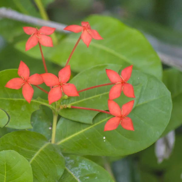Tropical Flowers at Botanic Garden, Guayaquil — Stock Photo, Image