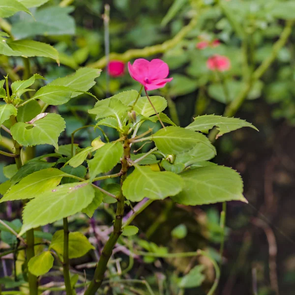 瓜亚基尔植物园的热带花卉 — 图库照片