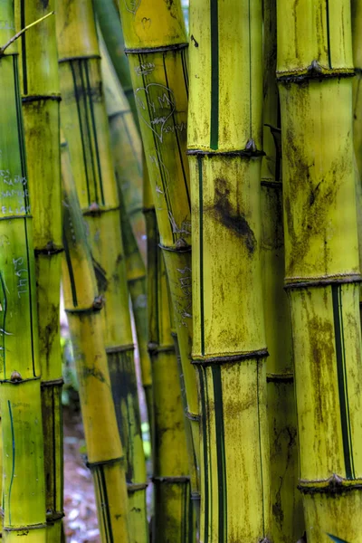 Bambou Gros plan — Photo