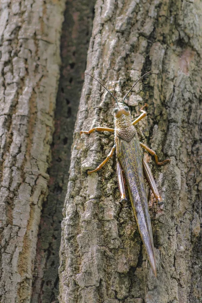 Locust insekt på botaniska trädgården, Guayaquil, Ecuador — Stockfoto