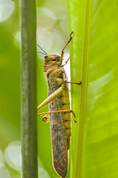 Locust Insect at Botanical Garden, Guayaquil, Ecuador — Stock Photo, Image