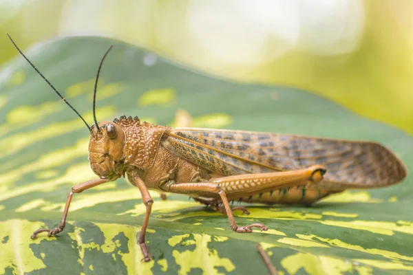 Locust insekt på botaniska trädgården, Guayaquil, Ecuador — Stockfoto