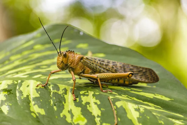 Locust Insect at Botanical Garden, Guayaquil, Ecuador — Stock Photo, Image