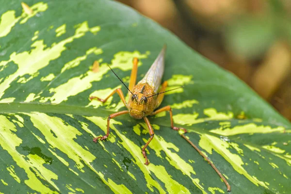 Locust böcek Botanik Bahçesi, Guayaquil, Ekvator — Stok fotoğraf