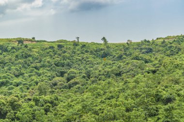Tropikal Peyzaj sahne, Guayaquil, Ekvator