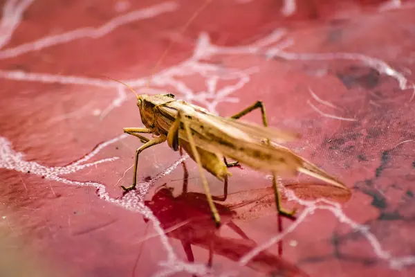 Locust Insect at Floor, Guayaquil, Ecuador — Stock Photo, Image