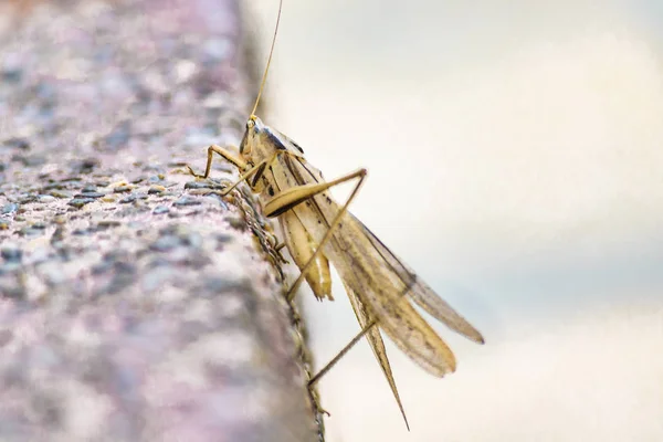 Locust Insect at Floor, Guayaquil, Ecuador — Stock Photo, Image