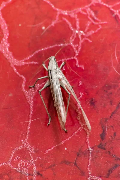 Locust Insect at Floor, Guayaquil, Ecuador — Stock Photo, Image