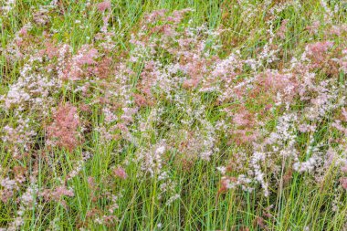 Tropikal Flora ayrıntı görünümü