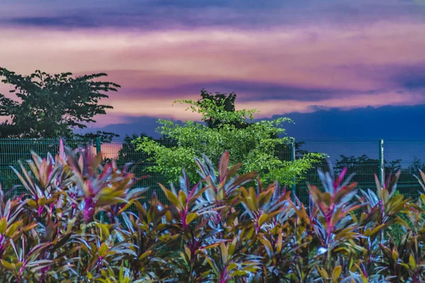 Cena do Crepúsculo no Parque Samanes, Guayaquill Equador — Fotografia de Stock